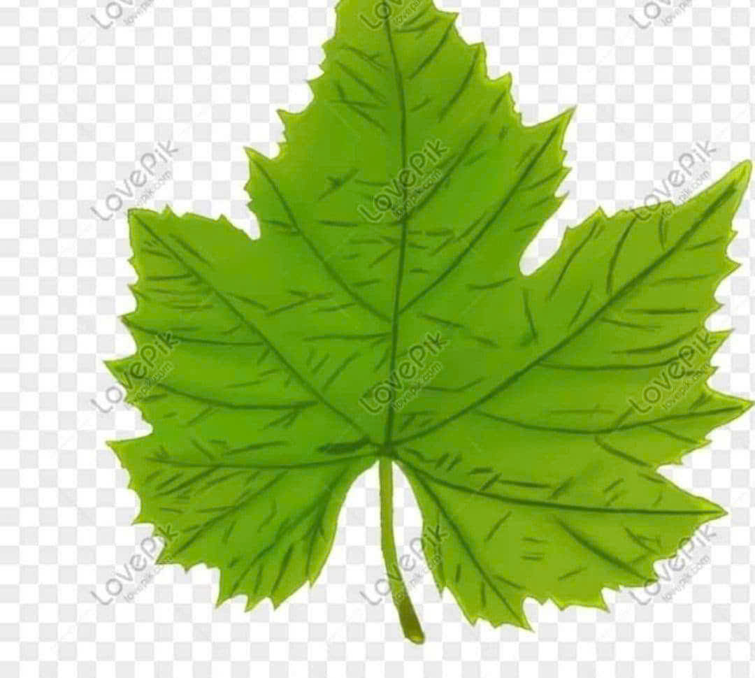 LÁ NHO CH Ế T TIỆT